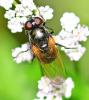 Cheilosia impressa